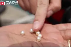 视频 | 珠海首次成功海水养殖珍珠，“开贝取珠”精彩画面曝光视频封面