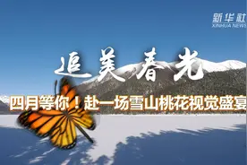 追美春光丨四月等你！赴一场雪山桃花视觉盛宴视频封面