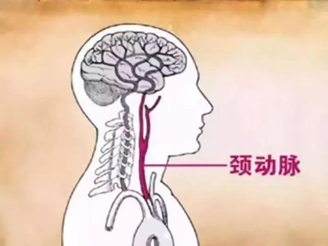 颈动脉的部位在哪里（提醒颈动脉）