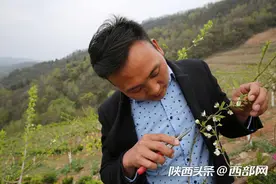 石泉小伙放弃几十万工程生意回乡种树 投300万成陕南蜂糖李第一人图片