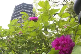 千年古塔下的“国色天香”视频封面