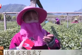 嫩叶一夜变焦红，千亩西湖龙井突遭“霜冻”，会影响价格吗？视频封面