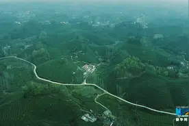 河南信阳：春日茶香视频封面