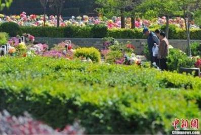 鹿茸花胶海马能一起煲汤吗 2026年鹿茸片可以和海马一起煲汤吗?