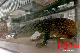 头痛！41条全球最大蜥蜴被盗，印尼正考虑明年是否封岛保育图片