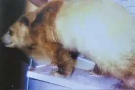 发现“黑白熊”：大熊猫，从深山走向世界视频封面