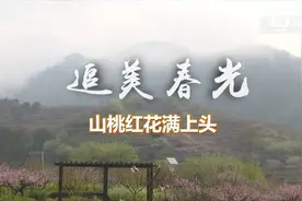 追美春光丨山桃红花满上头视频封面