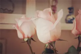你放不下，是因为你心太软图片