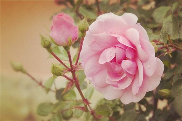 20条很火的心情短句，句句精挑细选，超喜欢！