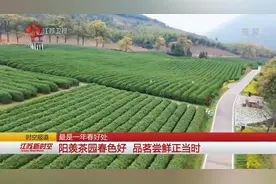春色满园关不住，春茶品质更好，旅游业与茶农发展齐头并进视频封面