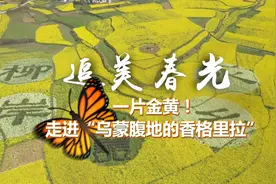追美春光 | 一片金黄！走进“乌蒙腹地的香格里拉”视频封面