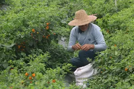 辣椒远销美国！中化MAP战略在广东雷州初见成效视频封面