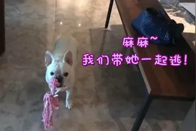 傻得太可爱了！狗狗遇地震不慌不忙 还要叼上心爱玩偶一起逃图片
