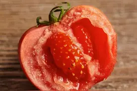 沙瓤、爆汁的西红柿，酸甜味超浓！图片