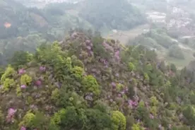 春和景明 踏青赏春光视频封面