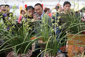 陕西省第十三届兰花展览会在西安植物园举行图片