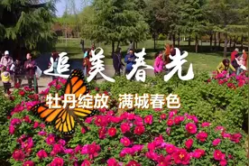 追美春光丨牡丹绽放 满城春色视频封面