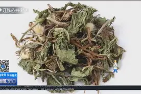 自己晒干的蒲公英能当茶喝吗？医生：长期服用有危害！视频封面