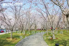 浪漫！龙湖海岸樱花节开幕 近2000名跑者畅跑“樱海”视频封面