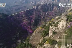 Magic|飞“阅”青岛大珠山 漫山遍野杜鹃花视频封面