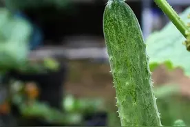 夏天吃黄瓜好处多，但有一种黄瓜不能吃，不然还有患癌的风险图片