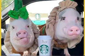 宠物猪，好惨一动物图片