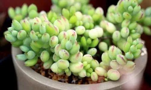 这些关于绿植的谣言，骗了你多少年？