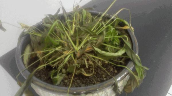 这些关于绿植的谣言，骗了你多少年？