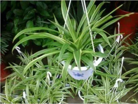 这些关于绿植的谣言，骗了你多少年？