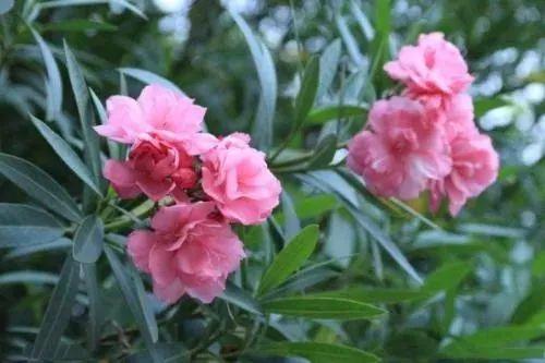 这些关于绿植的谣言，骗了你多少年？