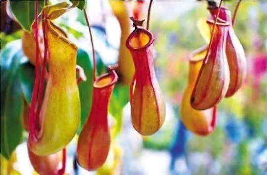 这些关于绿植的谣言，骗了你多少年？