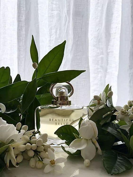 雅顿含羞草身体乳测评