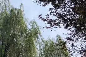 “夏天”结束！明起风雨带你回到春天视频封面