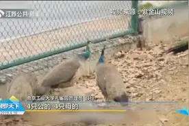 万万没想到！南京一高校内养孔雀已有9年，还专门配备孔雀园视频封面