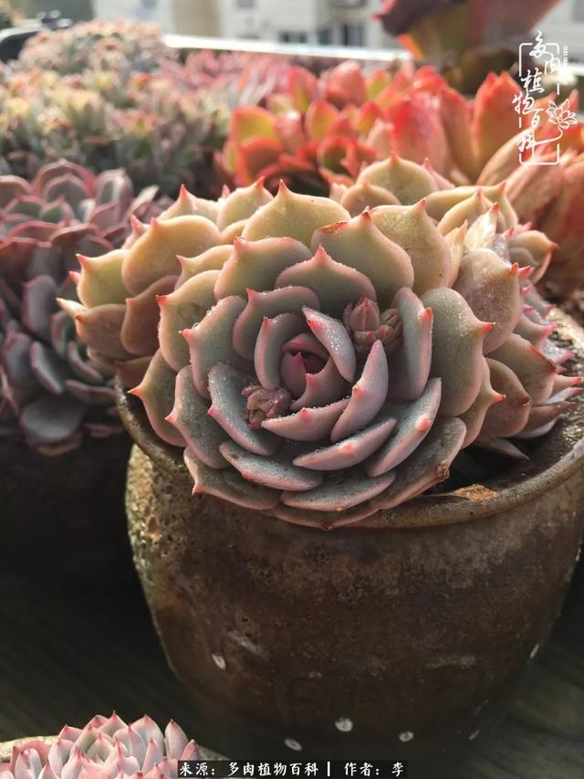 多肉植物《香奈儿》-措必培