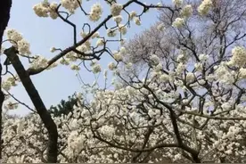 最美不过四月天|从成都出发坐着动车去春游视频封面