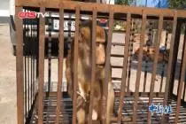 云南一市民路边“解救”野猴 竟是国家一级保护动物视频封面