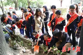 这个社区，在缺少绿植的花坛内补种千株红叶石楠图片