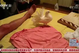 艺览天下：这是一只跟孔雀长大的鸽子，华丽的开屏：我是最美的视频封面