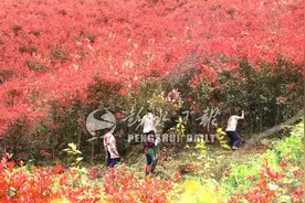90万株红叶石楠“深闺待嫁”，六旬老人急为其找“婆家”图片