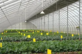 《新华视点》贵州石阡：“两不愁三保障”扶贫再攻坚