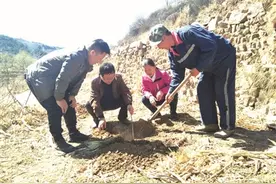 大果榛子扎根山沟梯田图片