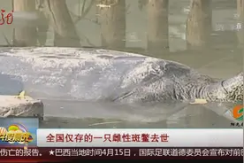 全国仅存的一只雌性斑鳖去世视频封面