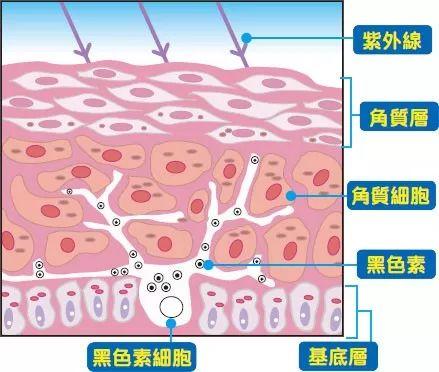 风靡朋友圈的美白丸，你敢吃吗？