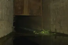 荆州一养猪场排污入长江，超标18.5倍视频封面