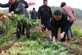父亲把罂粟种子给儿子：菜叶鲜嫩好吃 儿子种下200余株被行拘视频封面