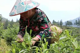 茶飘香!太平猴魁开园采摘视频封面