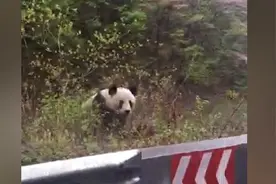 邮递员遇野生大熊猫坐路边：24年第一次视频封面