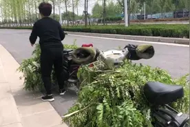 大妈爬树摘槐花，连枝折断装车拉走视频封面