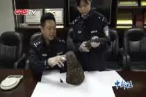 广州海关打掉跨国走私团伙 涉案犀牛角达333.8千克视频封面